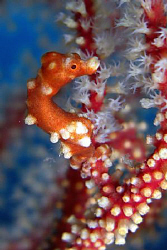 Pygmi sea horse in Cebu. Casio Exilim by Andrew Macleod 